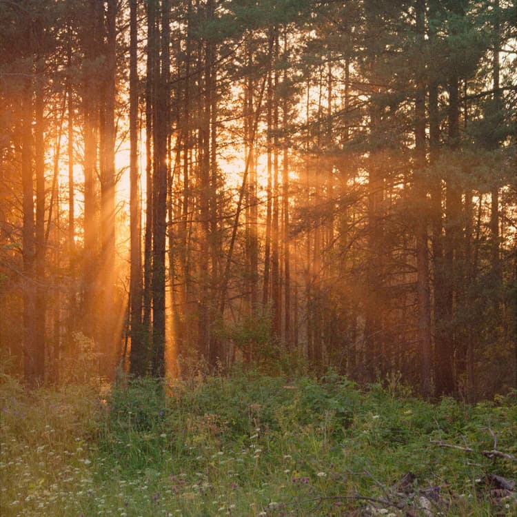 the forest.